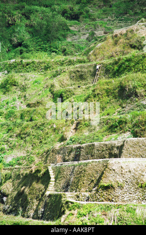 Personne Maintenir des terrasses de riz de Banaue au Banque D'Images