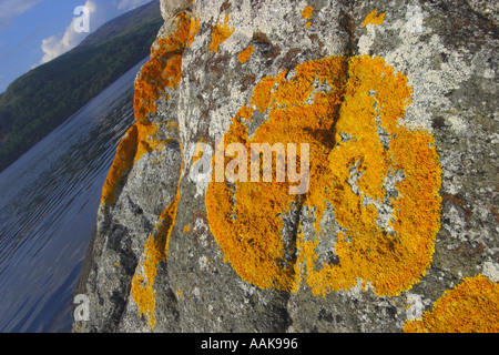 Jaune Orange lichen poussant sur le côté d'un rocher sur le rivage de loch Sunart Ecosse Banque D'Images