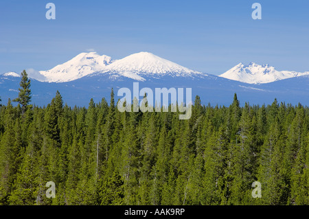 Des cascades et des forêts de pin oregon Banque D'Images