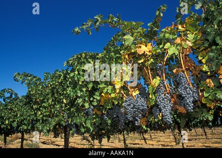 Merlot vignes en vignoble avec fruits mûrs vignerons Terra Blanca Montagne Rouge Benton City Washington Banque D'Images