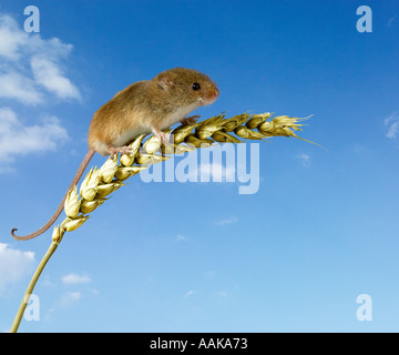 Souris Micromys minutus la récolte de tiges de maïs sur Banque D'Images