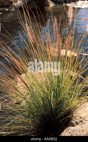 Herbes sauvages poussant le long d'un cours d'eau bord dans Bear Canyon Tucson Arizona Banque D'Images