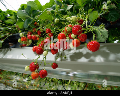 Belles fraises poussant dans les bacs suspendus dans une grande serre Noord Brabant aux Pays-Bas Banque D'Images