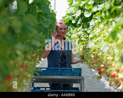 Jolie jeune femme la cueillette des fraises à la main dans une grande serre serre aux Pays-Bas Brabant Banque D'Images