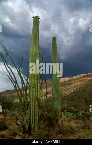 Les nuages de mousson et Saguaro cactus Saguaro National Park East Tucson Arizona Banque D'Images