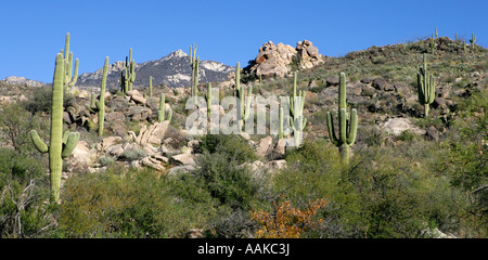 Colline de Saguaro Catalina AZ Banque D'Images