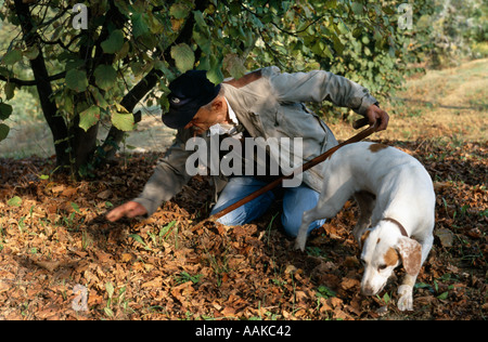 Pour la chasse aux truffes blanches avec un chien près de Alba Piemonte Italie Banque D'Images