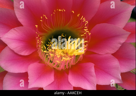 Fleur de cactus Trichocereus hybride montrant la stigmatisation et l'étamine Banque D'Images