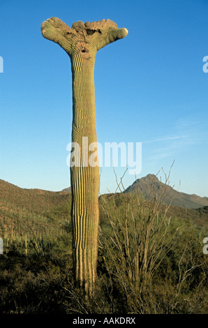 Huppe ou Cristate Saguaro Cactus Carnegiea gigantea Saguaro National Park Arizona Banque D'Images