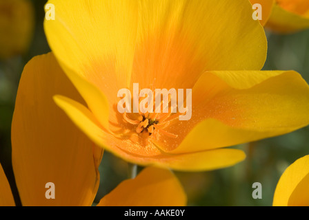 Escholzia californica pavot l'or de Californie ssp mexicana Arizona Banque D'Images