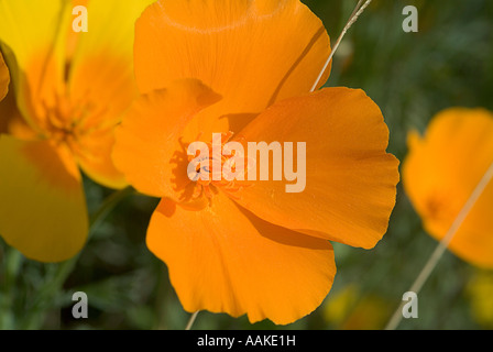 Escholzia californica Pavot de l'or mexicain ssp mexicana Arizona Banque D'Images