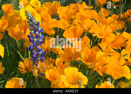 Mexicain en fleurs (Coquelicots coquelicots de Californie) et le désert en fleurs Lupin en tuyau d'Organe National Monument, Arizona Banque D'Images