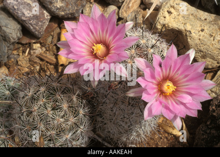 Graines liégeuses Pincushion ou en Californie ou en coussinet Fishhook Cactus Mammillaria tetrancistra Banque D'Images