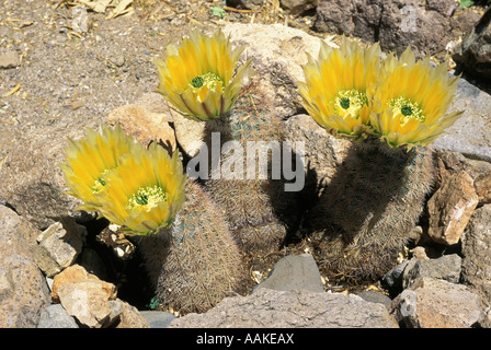 Arc-en-ciel du Texas ou Cactus Echinocereus Pectinatus Golden Rainbow Hedgehog var dasyacanthus Texas Banque D'Images