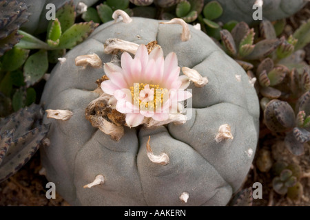 Peyote Cactus Lophophora williamsii Rio Grande Valley du Texas Banque D'Images