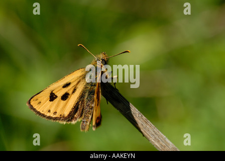 Le nord de l'hespérie à damier (Carterocephalus silvicola) Banque D'Images