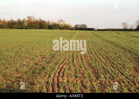 Afficher le long de lignes de forage de jeunes culture de céréales blé jeunes uk arables Banque D'Images