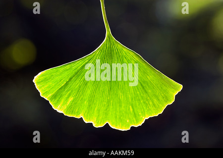 Le gingko biloba de Ginkgo Biloba close-up de feuille sur un fond sombre rétroéclairé Banque D'Images