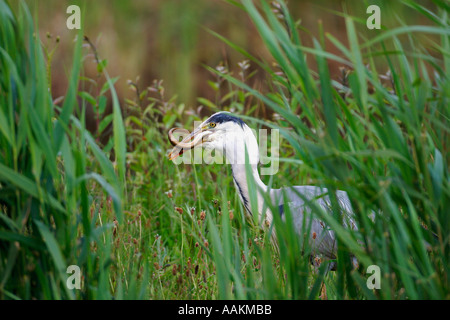 Héron cendré Ardea cinerea manger anguille dans l'herbe haute Banque D'Images
