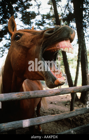 LAUGHING HORSE d'ouvrir grand la bouche Banque D'Images