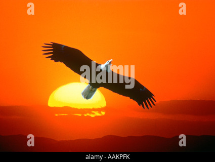 FLYING EAGLE CONTRE ORANGE ET JAUNE SPECTACULAIRE COUCHER DU SOLEIL Banque D'Images