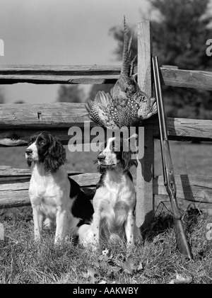 1940 Paire d'Épagneuls Springer Anglais ASSIS EN FACE DE POST & RAIL FENCE SUIVANT pour fusil de chasse et le faisan mort Banque D'Images