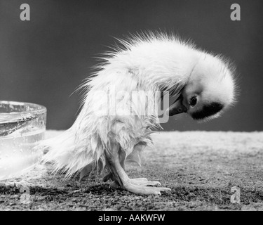 1950 PETIT CANARD DEBOUT DANS UNE POSITION DÉLICATE PLUMES HUMIDES TOILETTAGE Banque D'Images