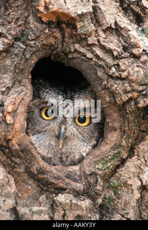 Petit Otus kennicotti LOOKING AT CAMERA HORS DU TROU DANS L'ARBRE Banque D'Images