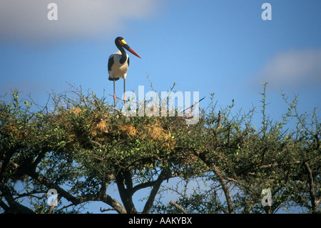 Le masai Mara, KENYA FEMME SADDLEBILL Ephippirhynchus STORK senegalensis SUR SON NID EN HAUT DE L'ACACIA AVEC WEAVER BIRD Banque D'Images