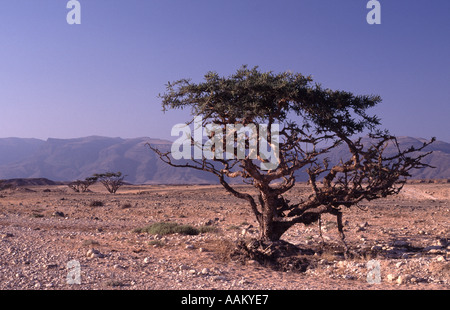 Les arbres d'encens Oman Banque D'Images