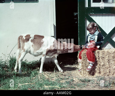 1950 GIRL Pantalons Pull ROUGE VERT ASSIS SUR LE FOIN EN BALLES D'ÉTABLE GUERNESEY VEAU DE LAIT DAIRY FARM Banque D'Images