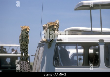 Deux demi-cultivé guépard assis sur la roue de secours et le toit d'un véhicule de tourisme Le parc national du Serengeti Banque D'Images