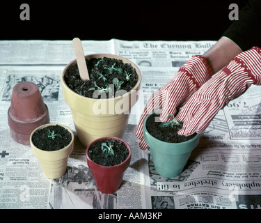 Années 1950 Années 1960 WOMAN'S HANDS portant des gants de jardinage SEMIS REMPOTAGE Banque D'Images