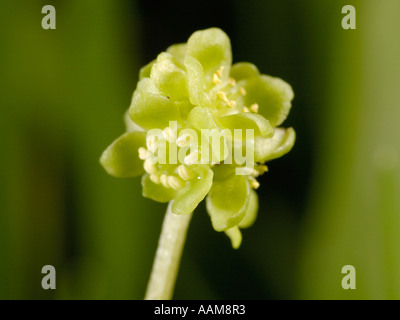 Mairie ou Moschatel Adoxa moschatellina, fleur de l'horloge Banque D'Images