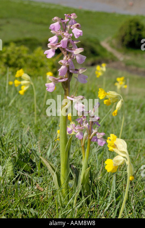 Green-winged Orchid, Orchis morio Cowslips avec Banque D'Images