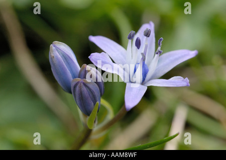 Spring Squill, scilla verna Banque D'Images