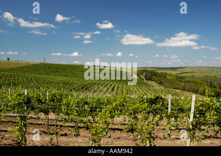 La Moldavie, célèbre domaine viticole de Cricova, vignobles Banque D'Images