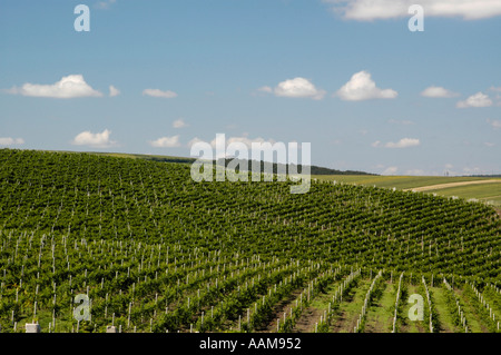 La Moldavie, célèbre domaine viticole de Cricova, vignobles Banque D'Images