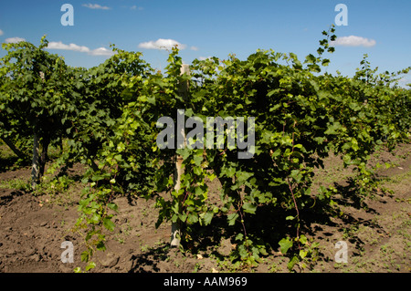 La Moldavie, célèbre domaine viticole de Cricova, vignobles Banque D'Images