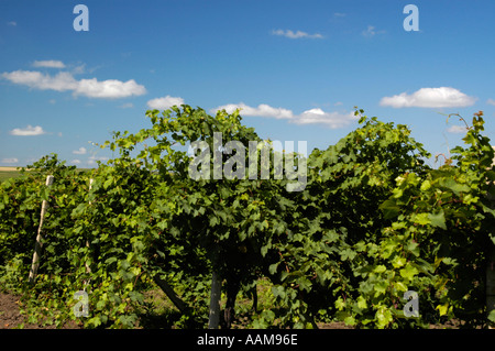 La Moldavie, célèbre domaine viticole de Cricova, vignobles Banque D'Images