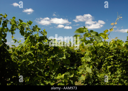 La Moldavie, célèbre domaine viticole de Cricova, vignobles Banque D'Images