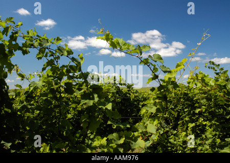 La Moldavie, célèbre domaine viticole de Cricova, vignobles Banque D'Images