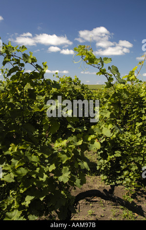 La Moldavie, célèbre domaine viticole de Cricova, vignobles Banque D'Images