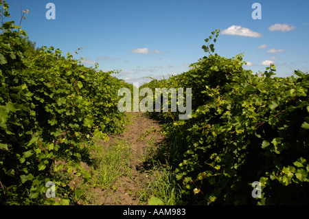 La Moldavie, célèbre domaine viticole de Cricova, vignobles Banque D'Images