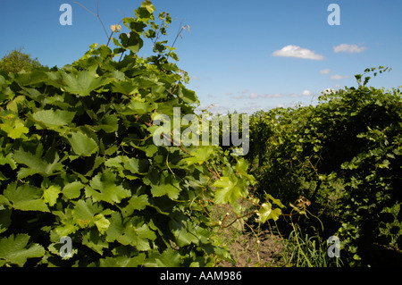 La Moldavie, célèbre domaine viticole de Cricova, vignobles Banque D'Images