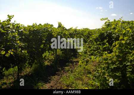 La Moldavie, célèbre domaine viticole de Cricova, vignobles Banque D'Images