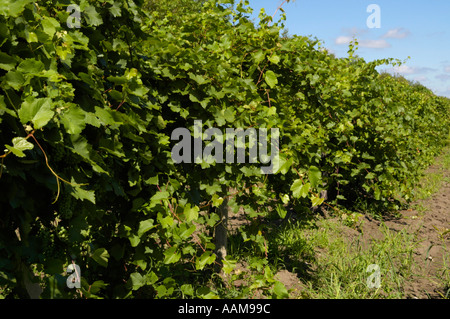 La Moldavie, célèbre domaine viticole de Cricova, vignobles Banque D'Images