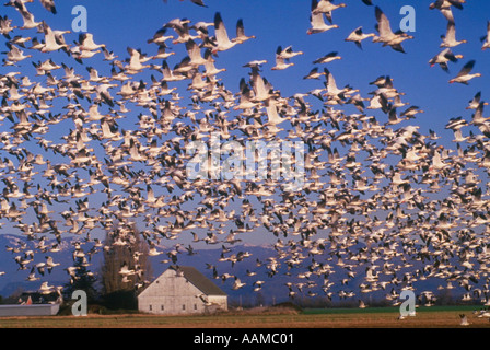 Les Oies des neiges (Chen caerulescens) Vallée de la Skagit NW Washington Banque D'Images