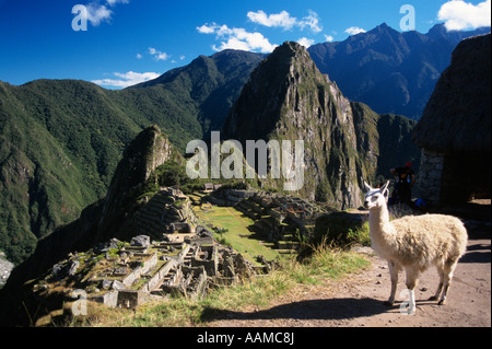 MACHU PICCHU PÉROU LLAMA sur colline surplombant les ruines Inca Banque D'Images