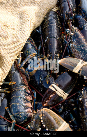 Un panier de produits frais crus non cuits vivre la baie de Cardigan homards débarqués à Port d'Aberystwyth, Pays de Galles, Royaume-Uni Banque D'Images